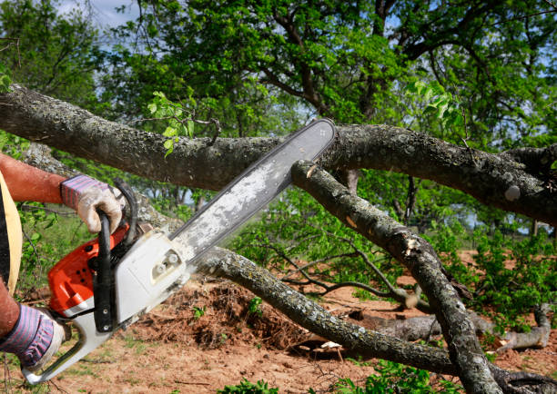 Best Tree Branch Trimming  in USA